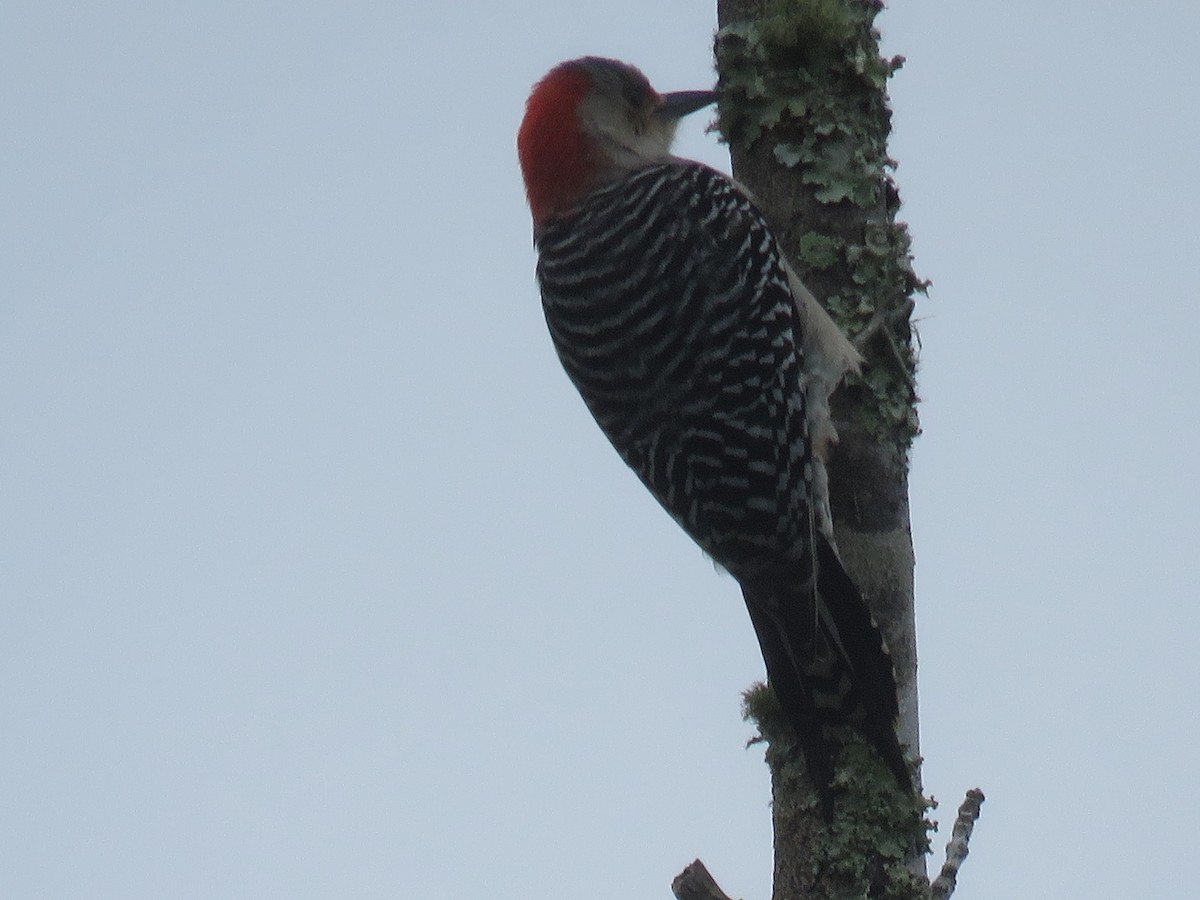 Red-bellied Woodpecker - ML214556691