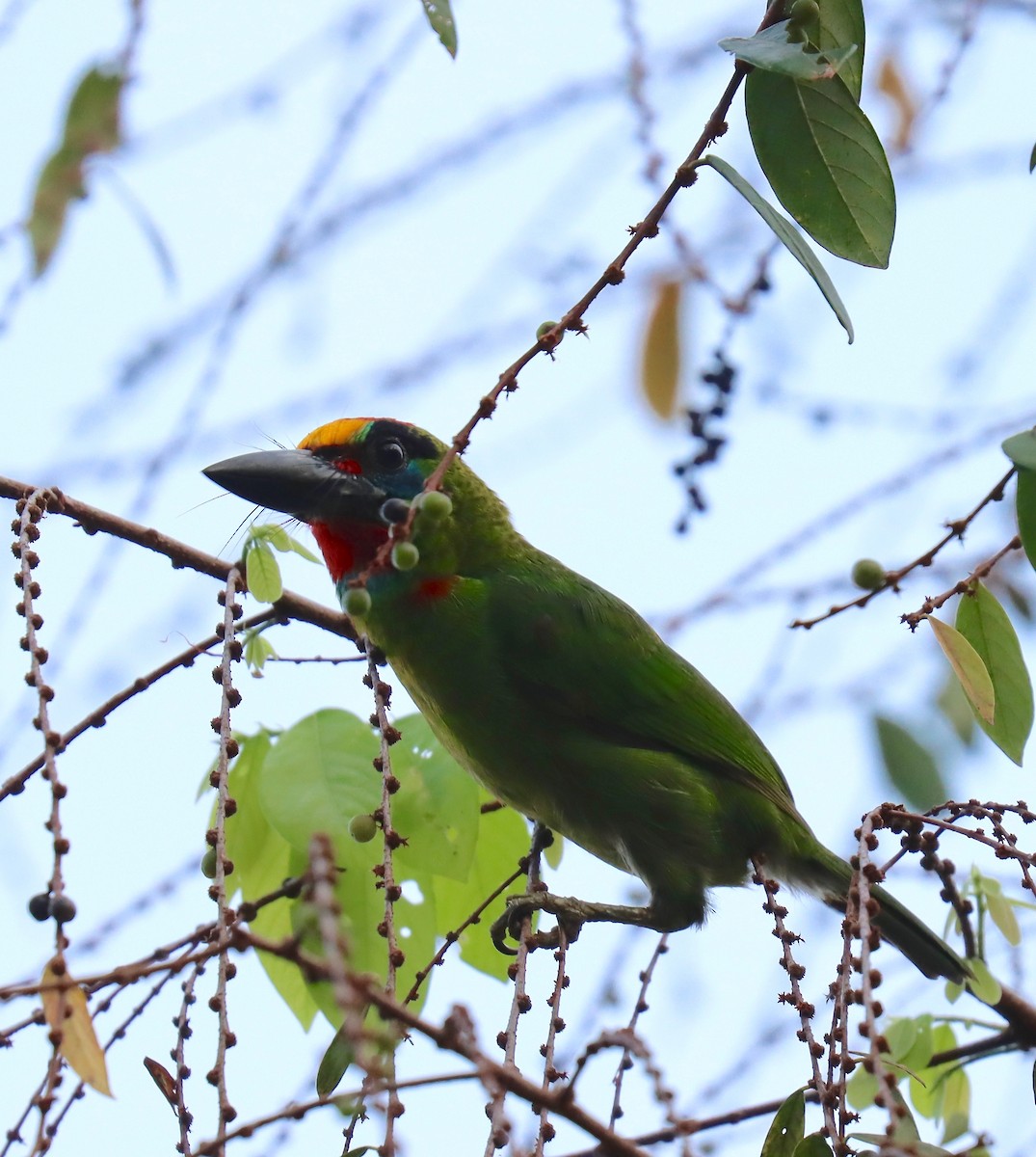 Red-throated Barbet - ML214558021