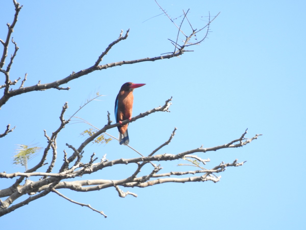Brown-breasted Kingfisher - ML214559721