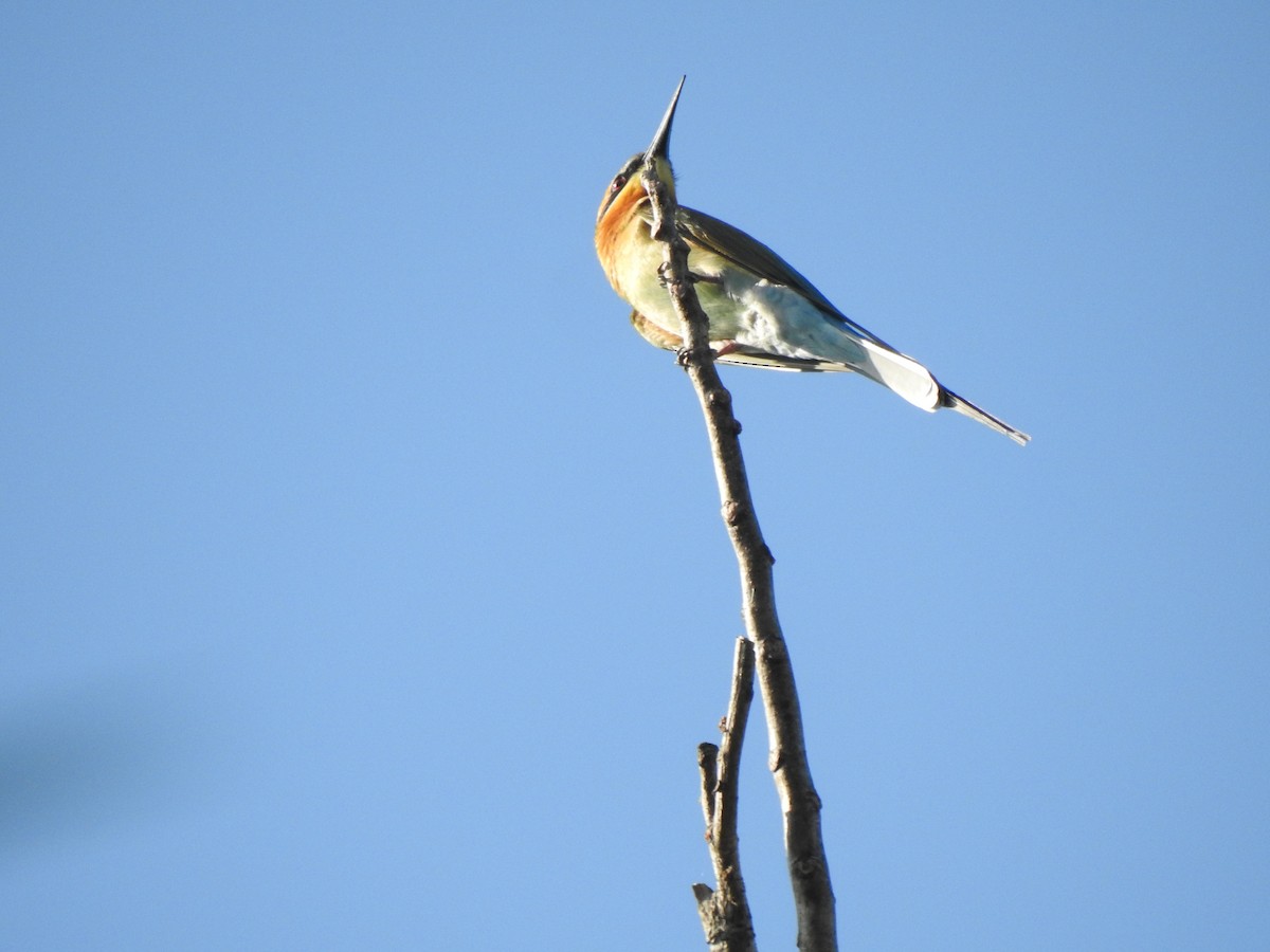 Blue-tailed Bee-eater - ML214559761