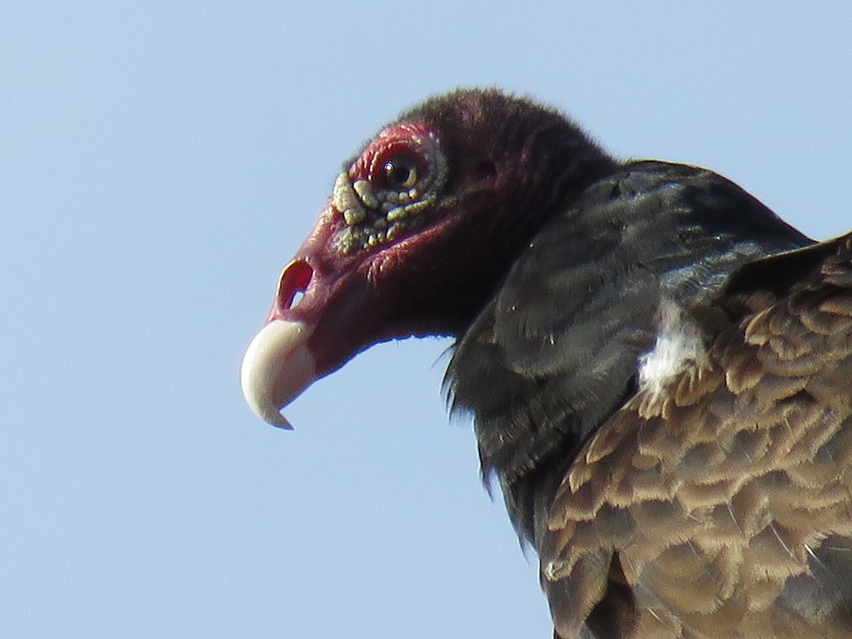 Turkey Vulture - ML214560171