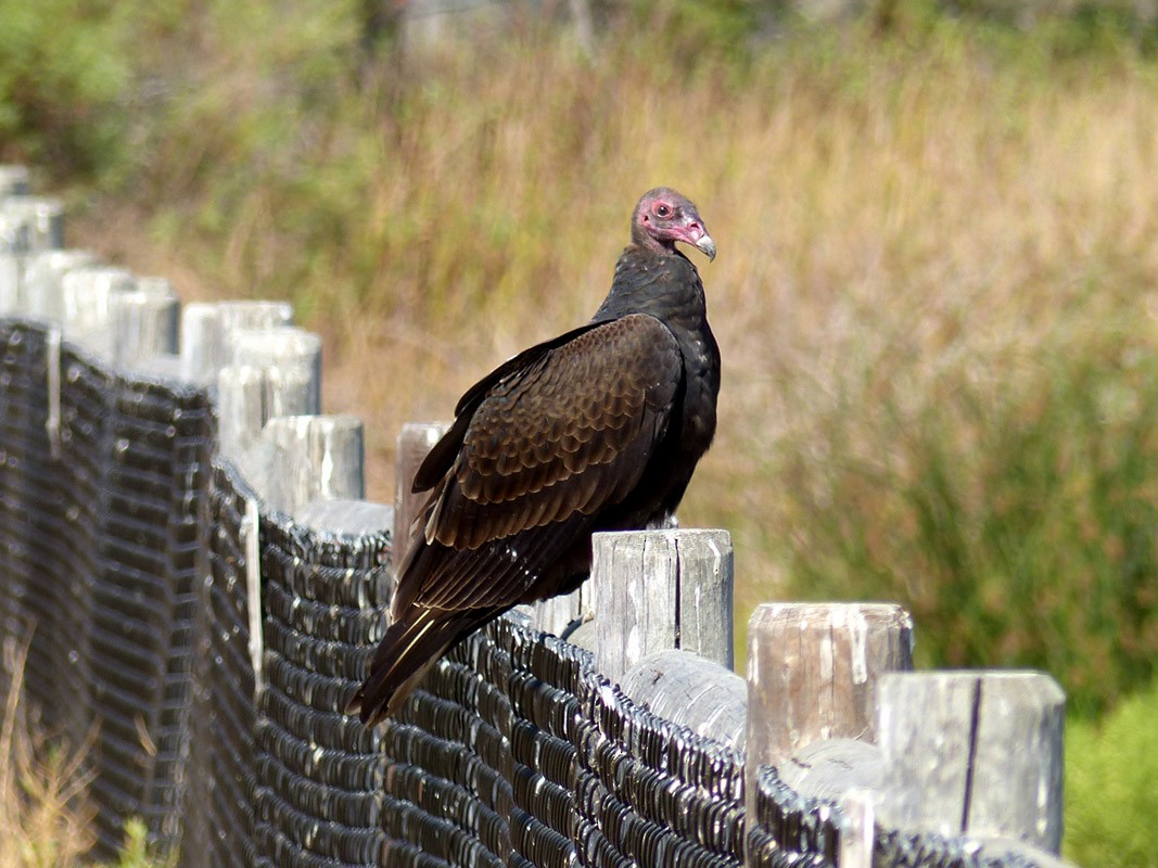 Turkey Vulture - Pete Wolf