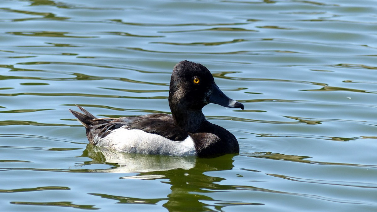 Ring-necked Duck - Pete Wolf