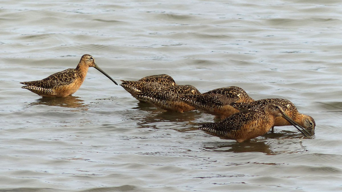 Long-billed Dowitcher - Pete Wolf
