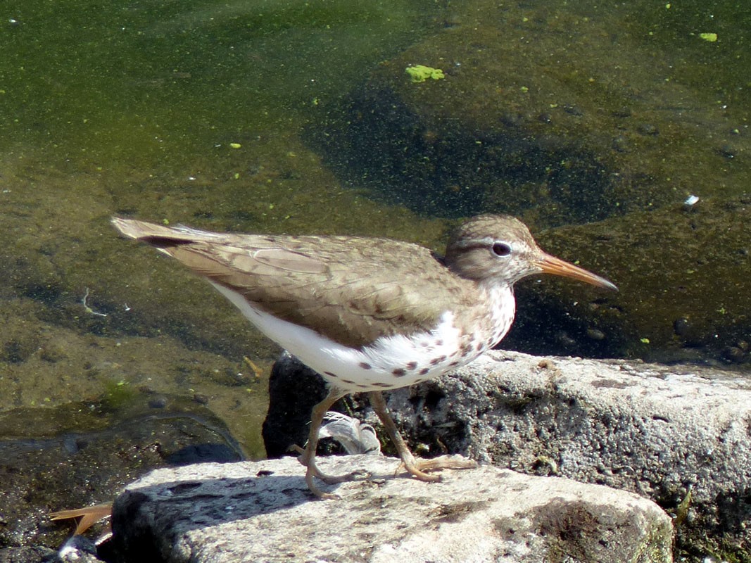 Spotted Sandpiper - Pete Wolf