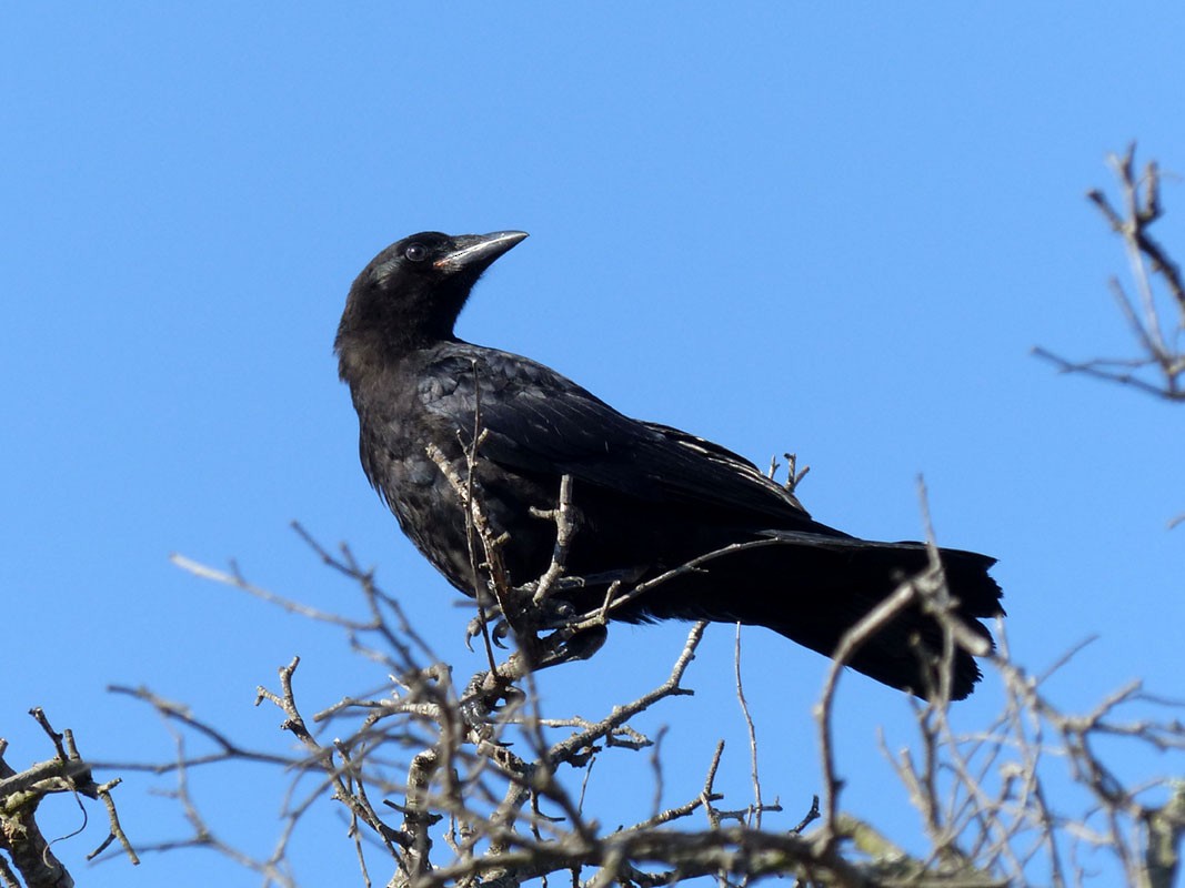 American Crow - Pete Wolf