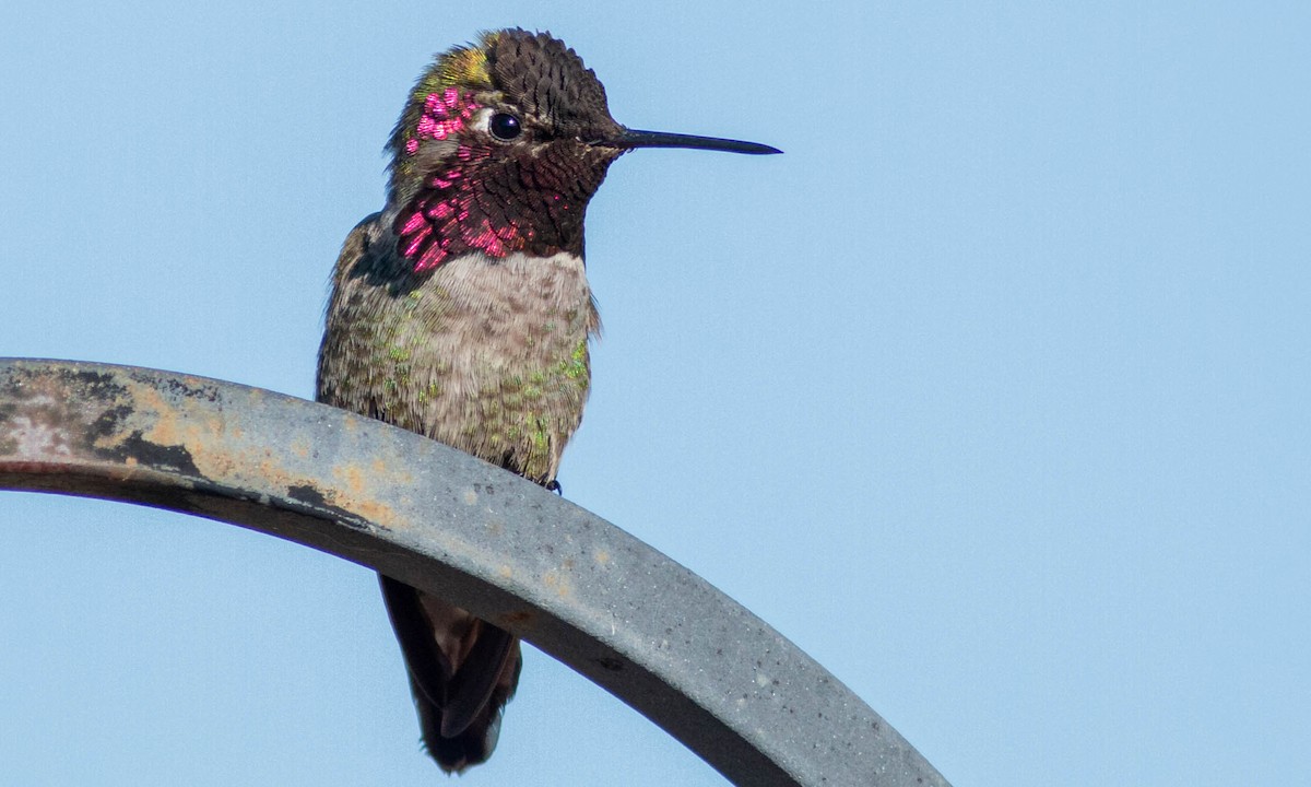 Anna's Hummingbird - Paul Fenwick