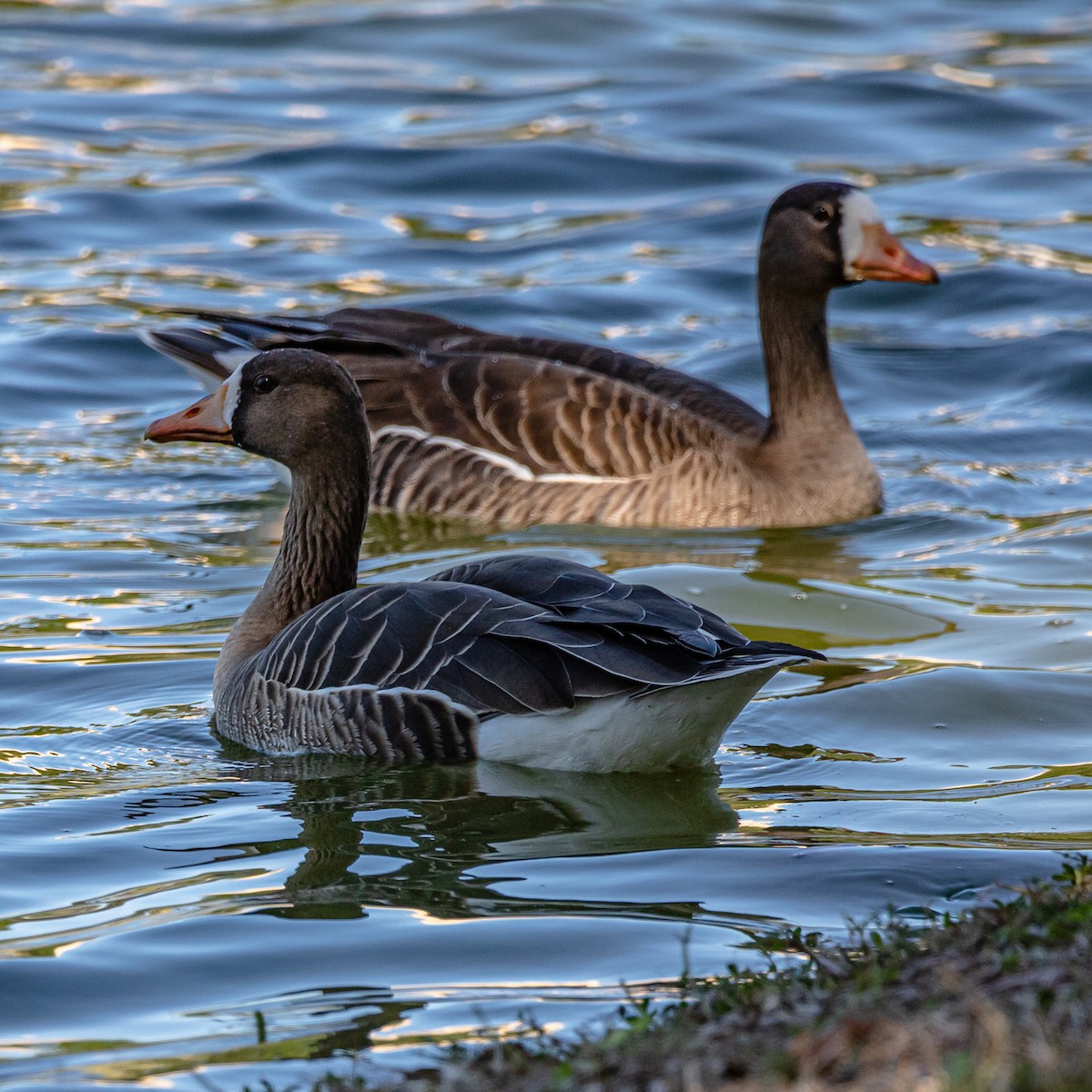 Greater White-fronted Goose - ML214573181