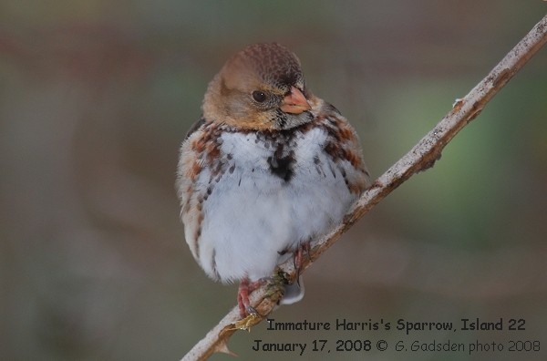 Harris's Sparrow - Gord Gadsden