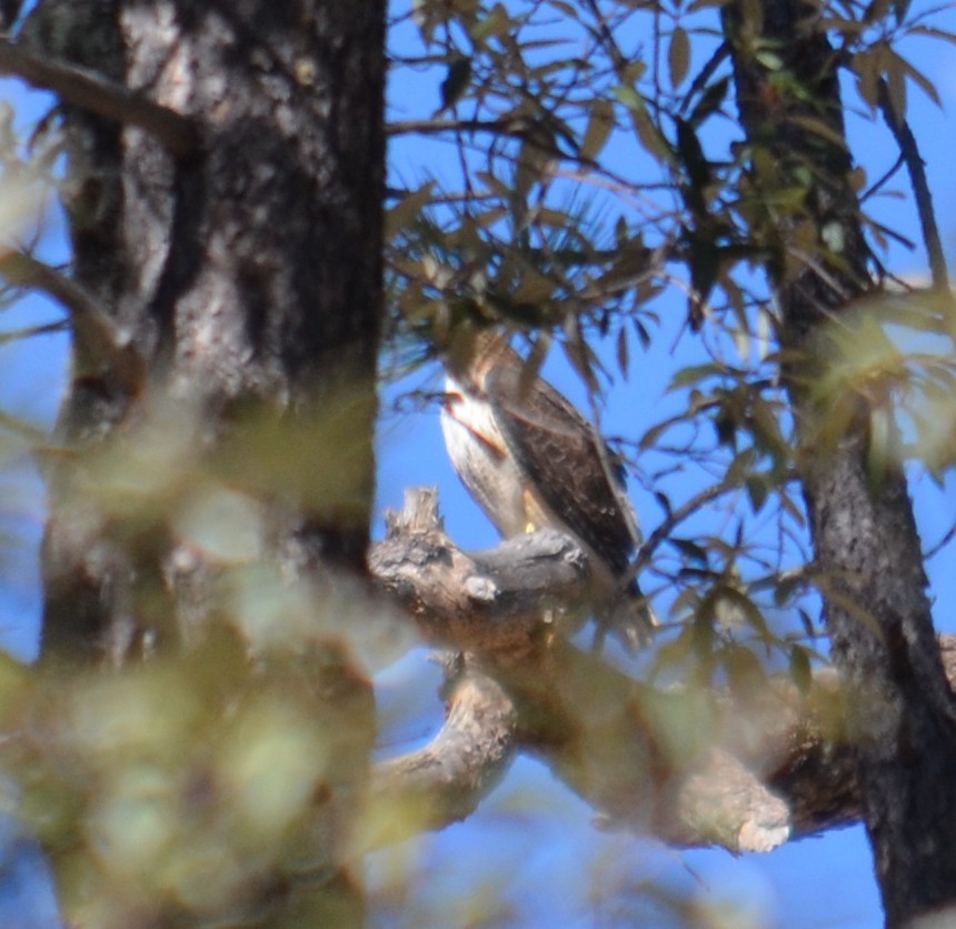 Red-tailed Hawk - ML214582501