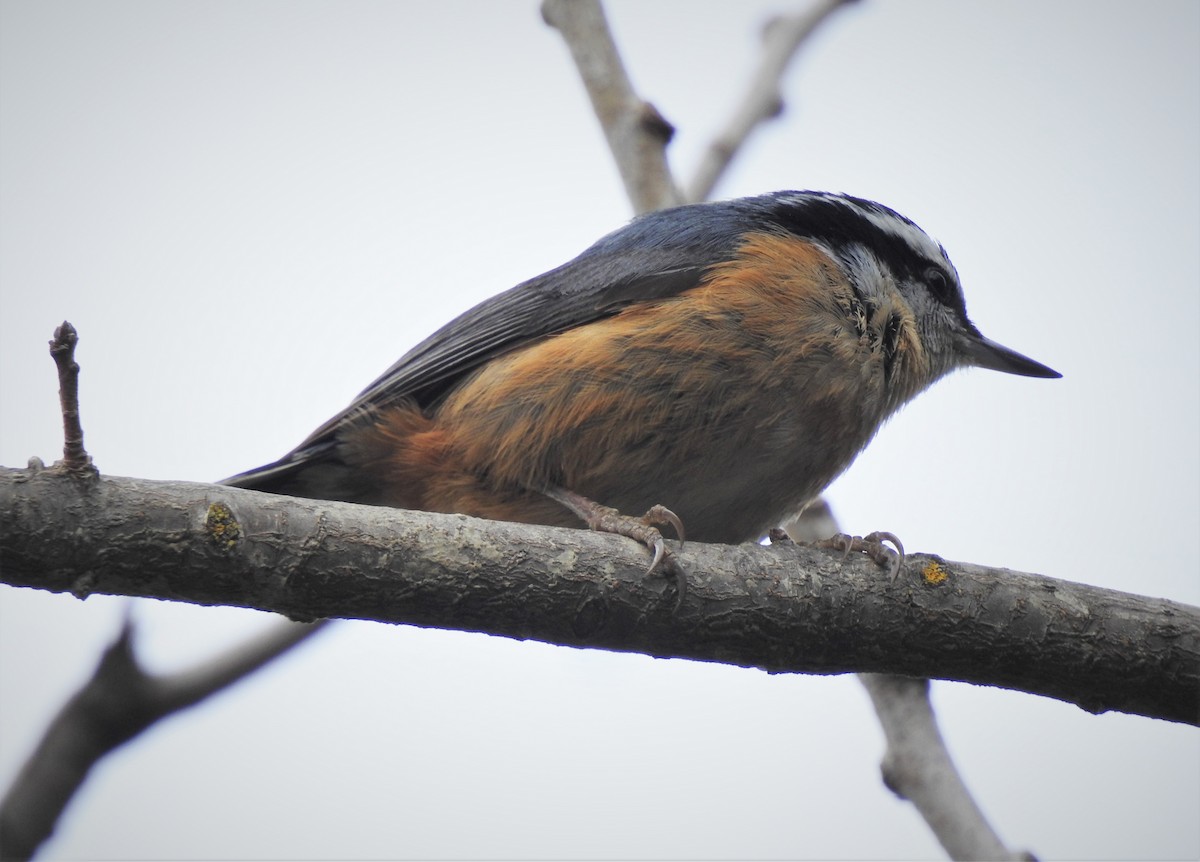 Red-breasted Nuthatch - ML214585861