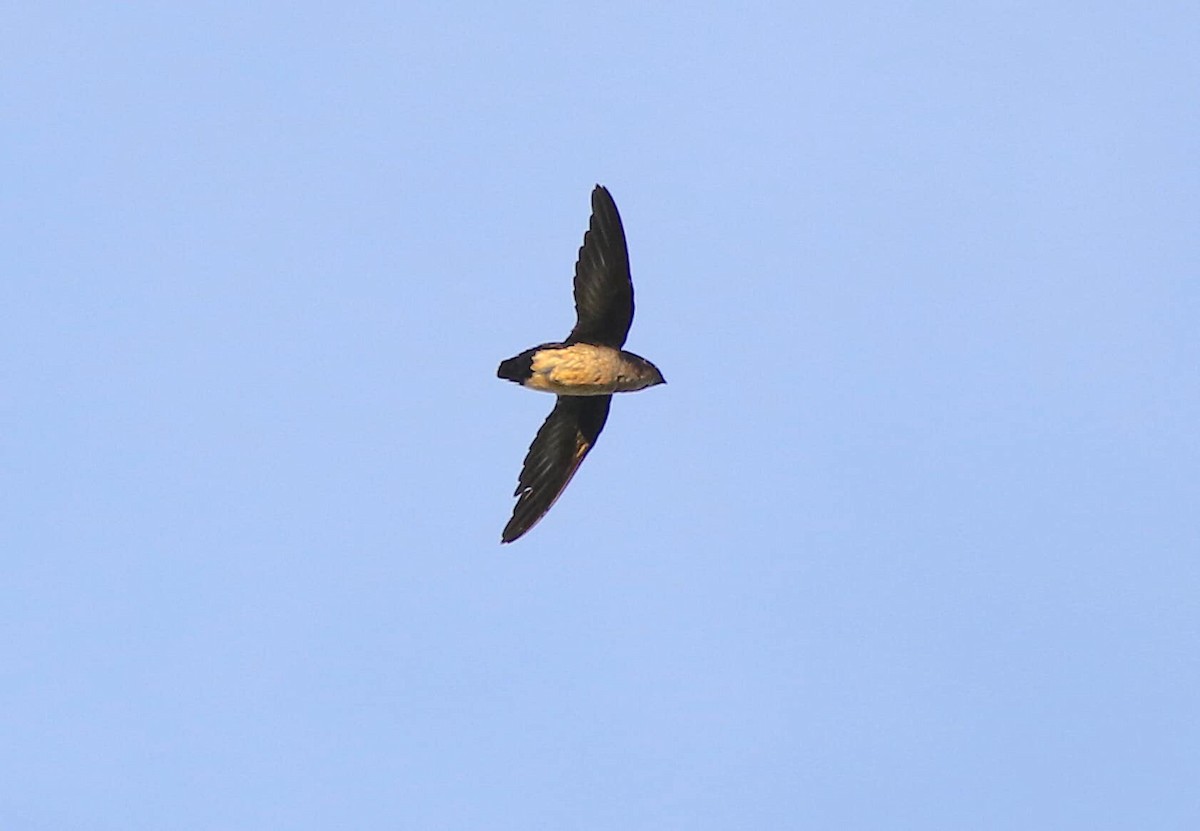 Papuan Spinetailed Swift - ML214587961
