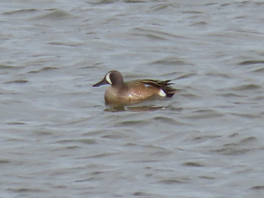 Blue-winged Teal - ML214588021