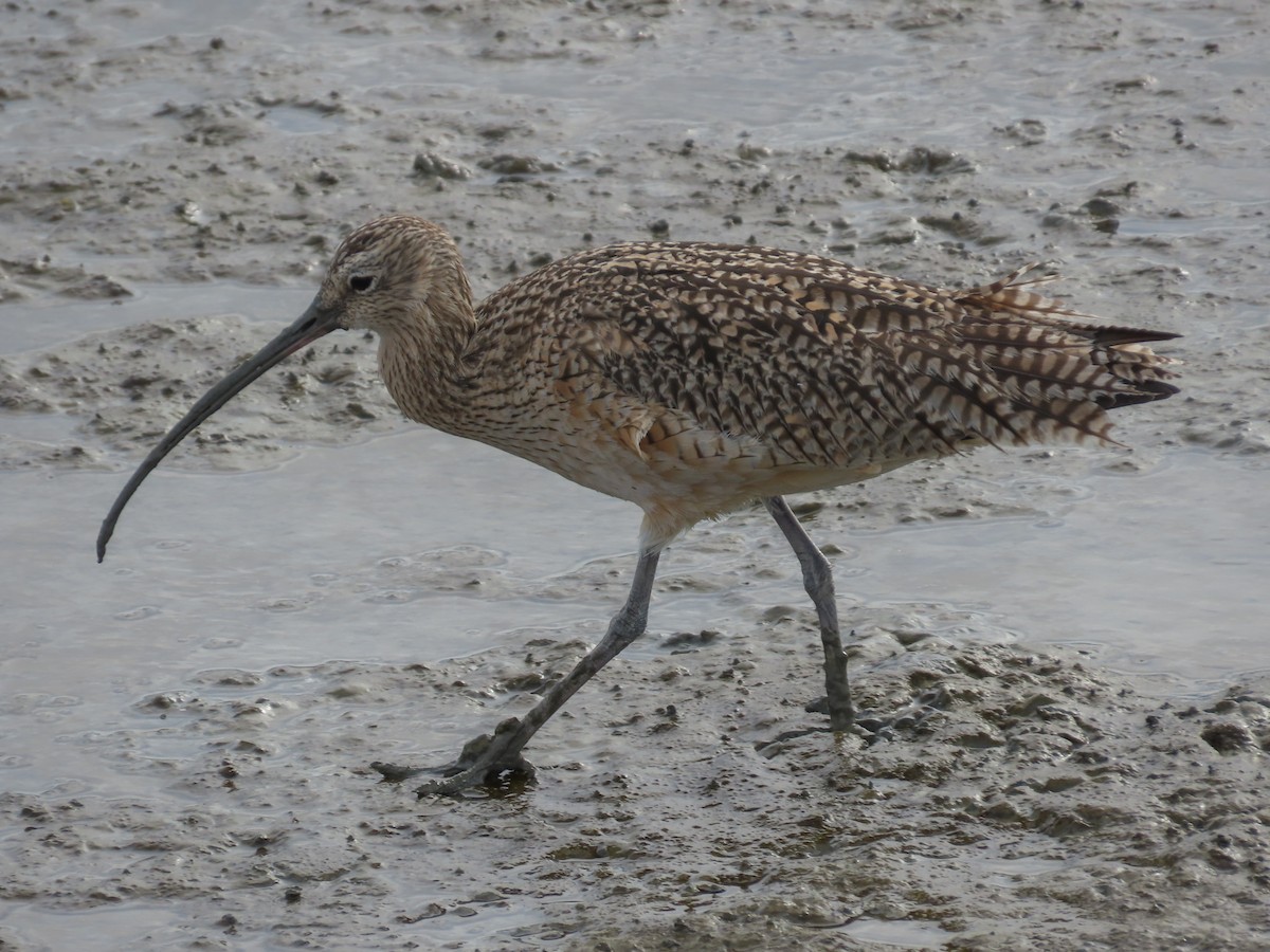 Long-billed Curlew - ML214588131
