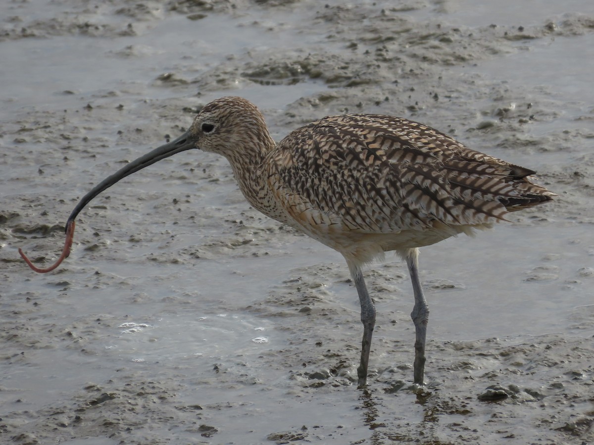 Long-billed Curlew - ML214588161