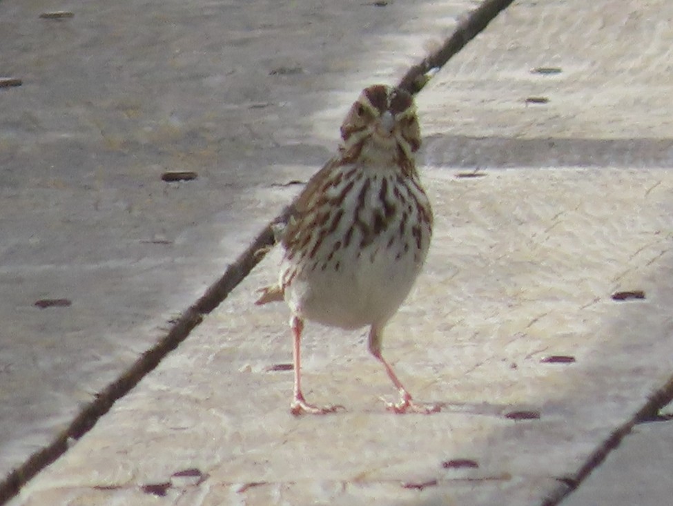 Savannah Sparrow - ML214588481