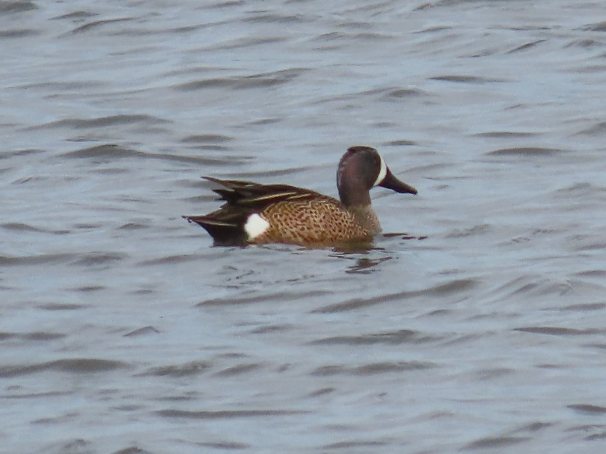 Blue-winged Teal - ML214588491