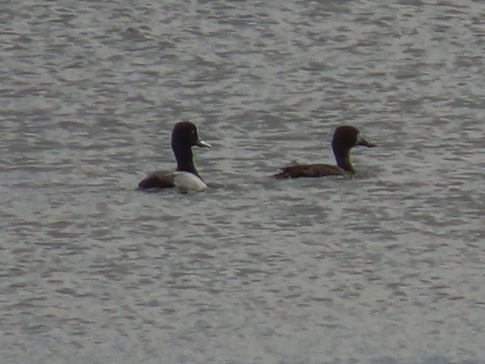 Greater/Lesser Scaup - ML214588501