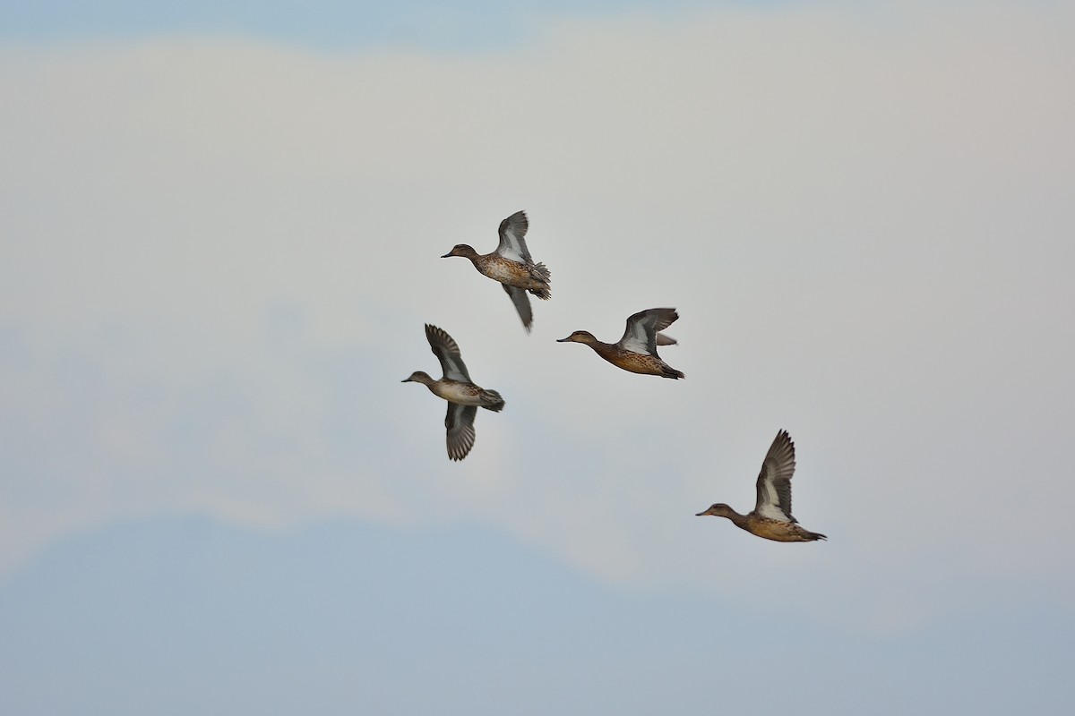 Green-winged Teal - ML214589131