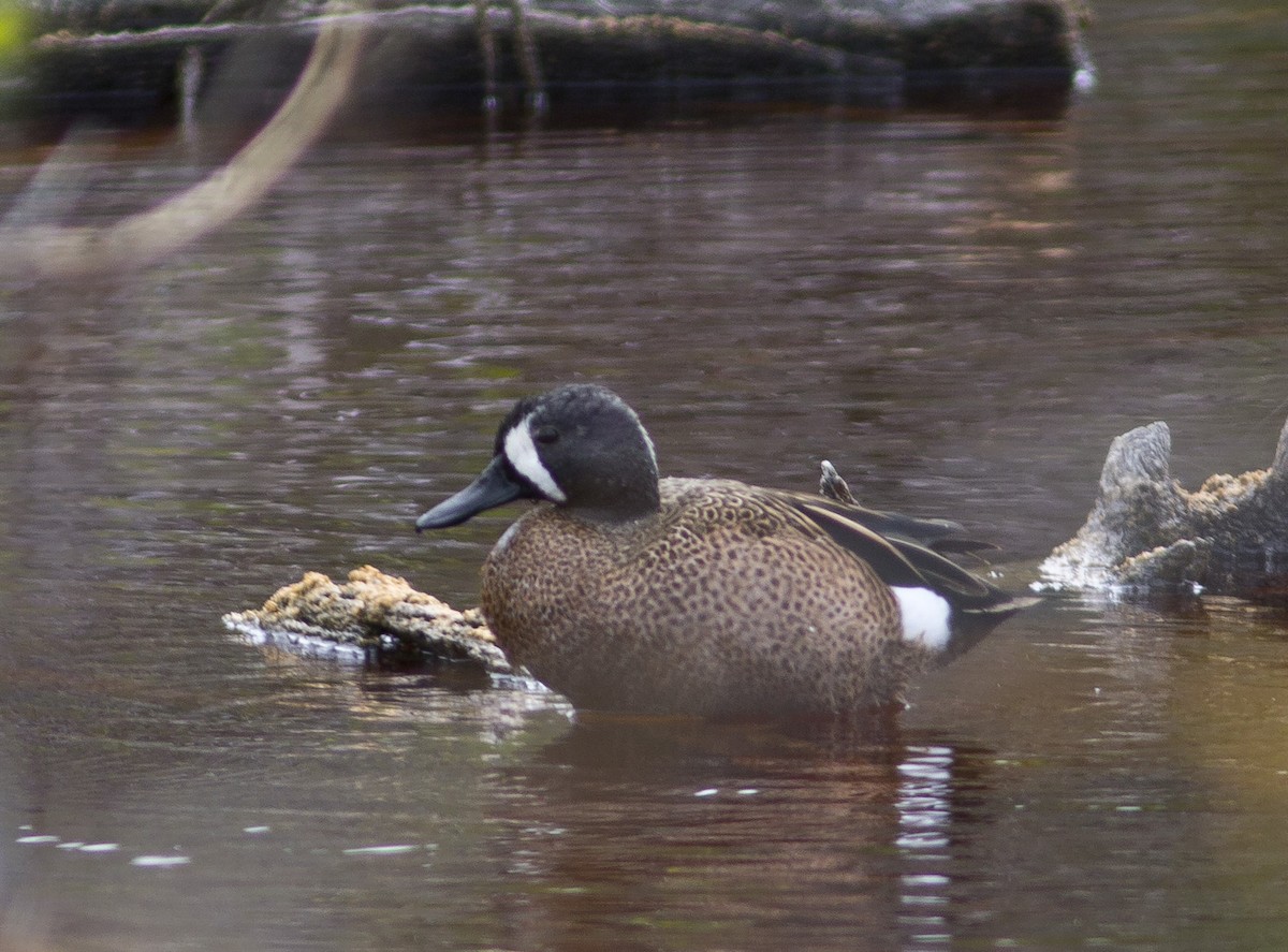 Blue-winged Teal - ML214592121