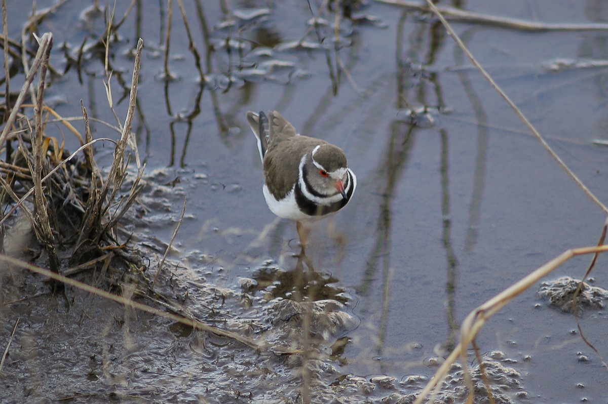 Three-banded Plover - ML214595811