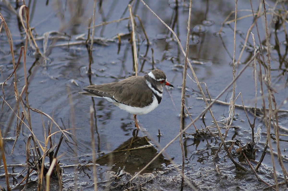 Three-banded Plover - ML214595821