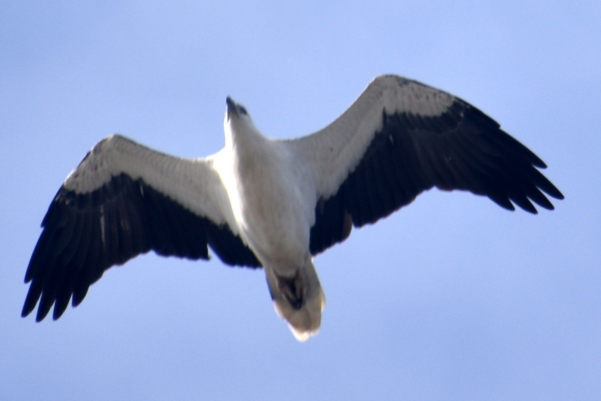 White-bellied Sea-Eagle - Archie Brennan