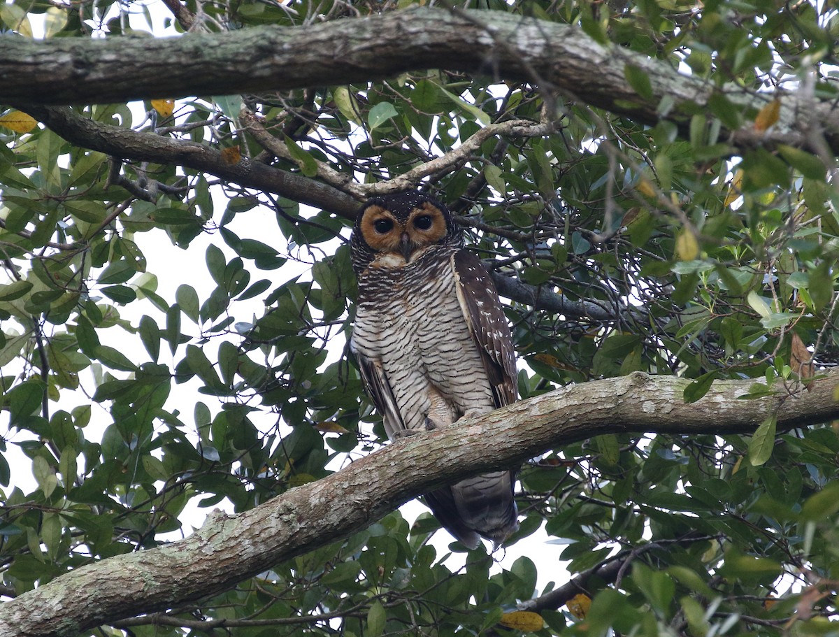 Spotted Wood-Owl - ML214599121