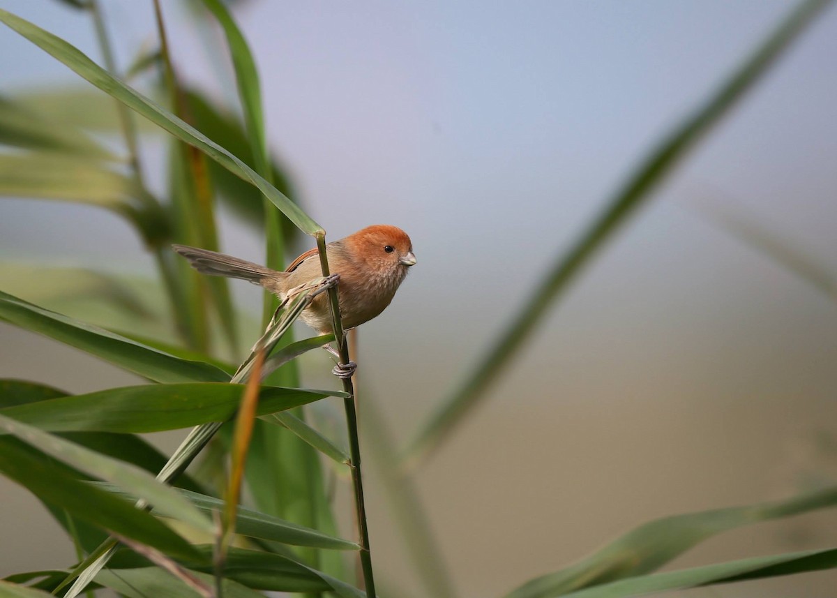 Vinous-throated Parrotbill - Ting-Wei (廷維) HUNG (洪)