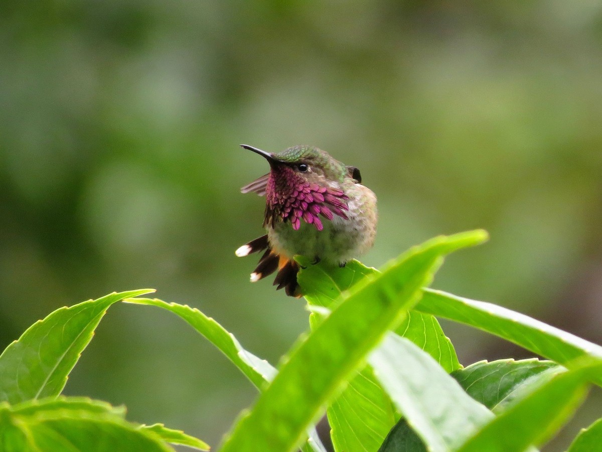 Wine-throated Hummingbird - ML21459991