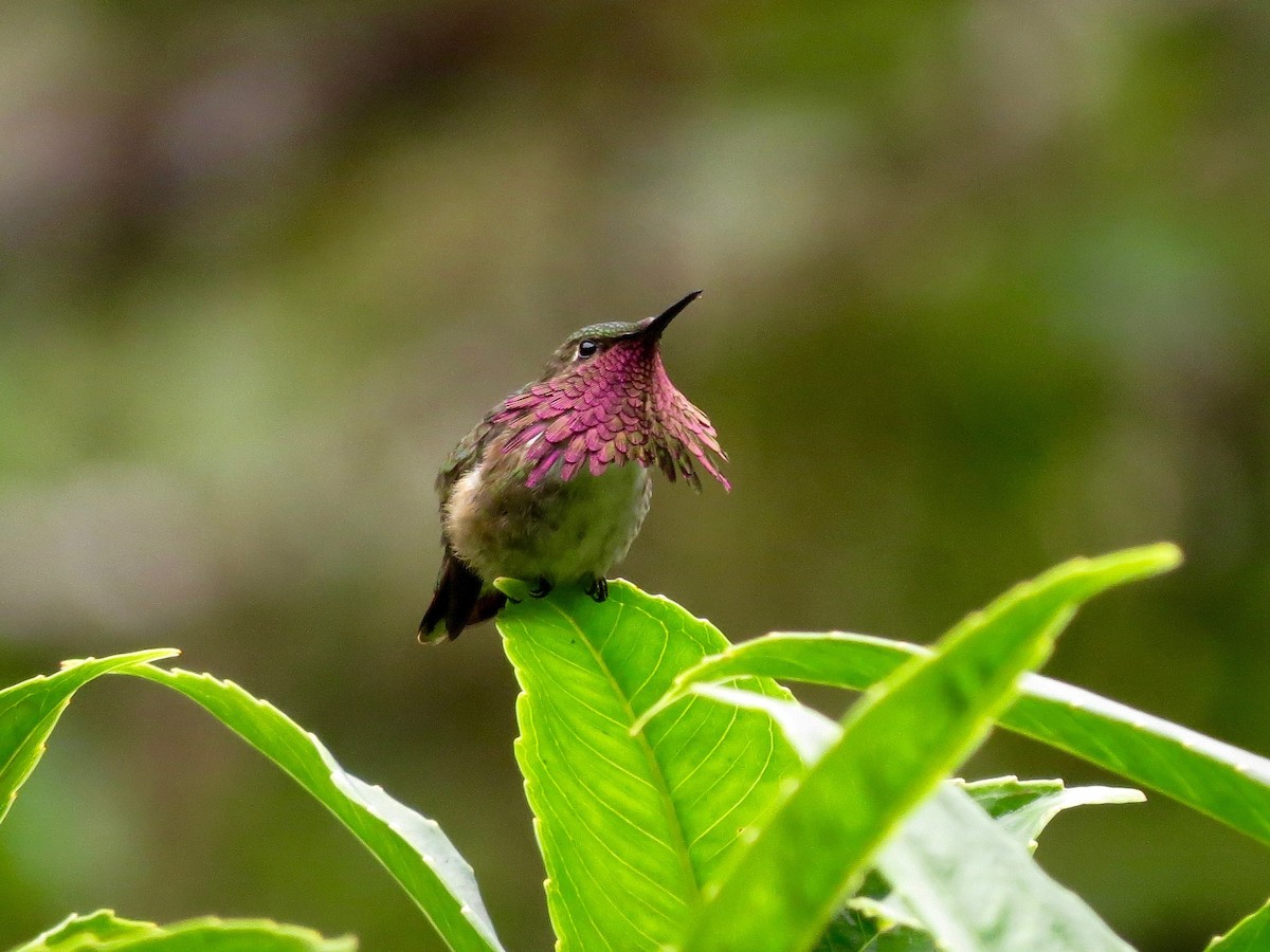 Wine-throated Hummingbird - John van Dort