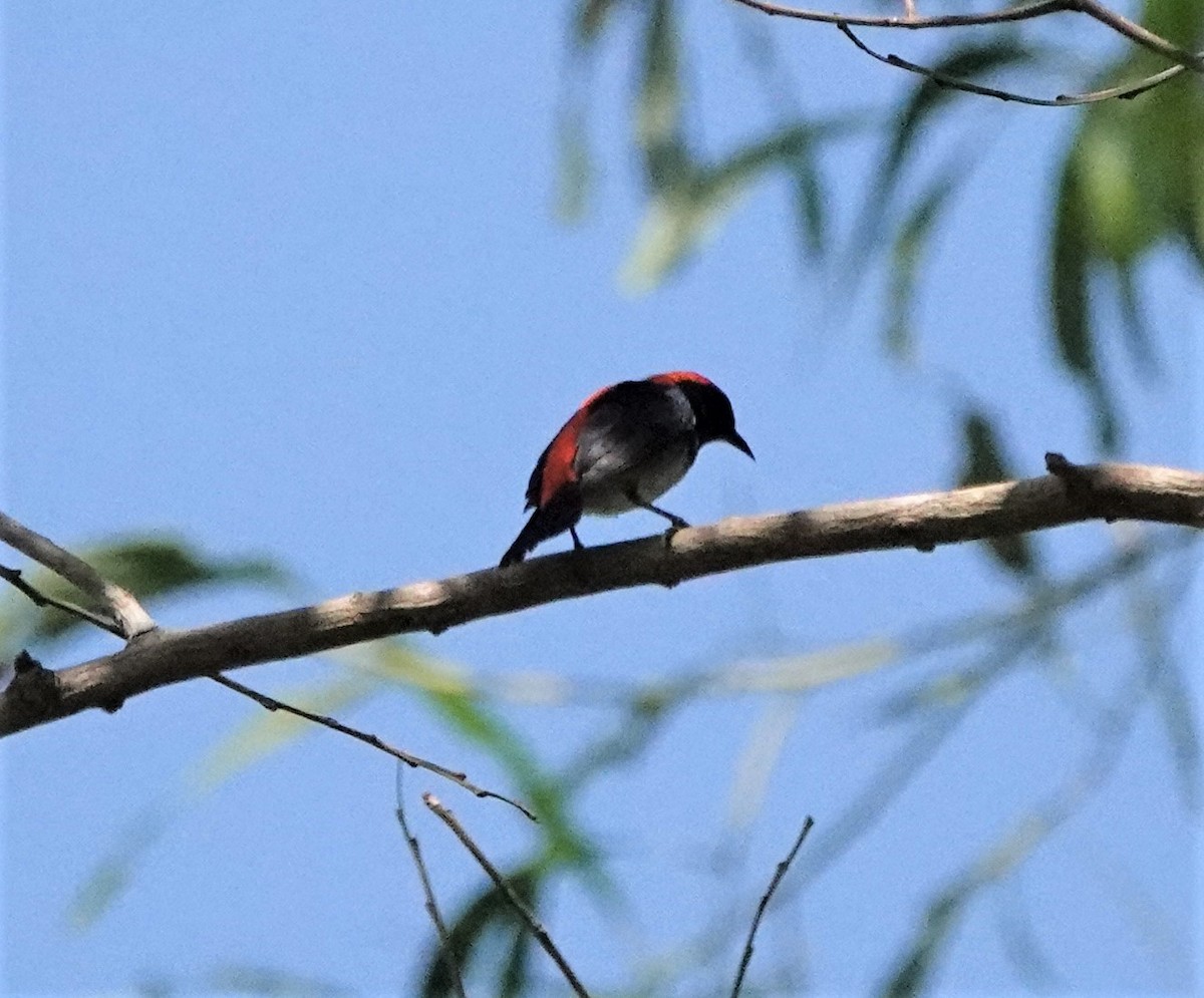 Scarlet-backed Flowerpecker - ML214601291