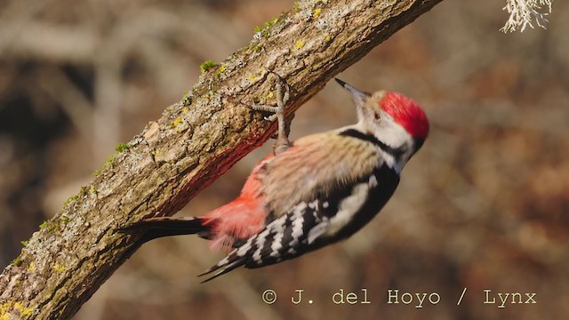 Middle Spotted Woodpecker - ML214602721