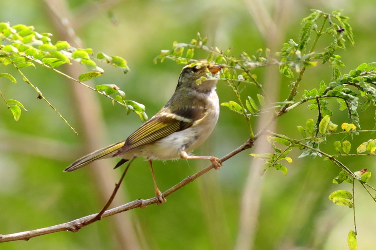 Yellow-browed Warbler - Edward Yip