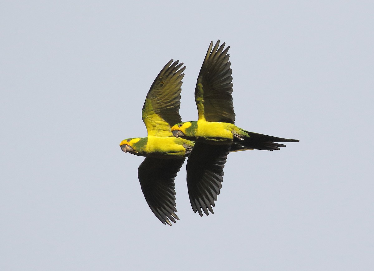 Yellow-eared Parrot - ML214604511