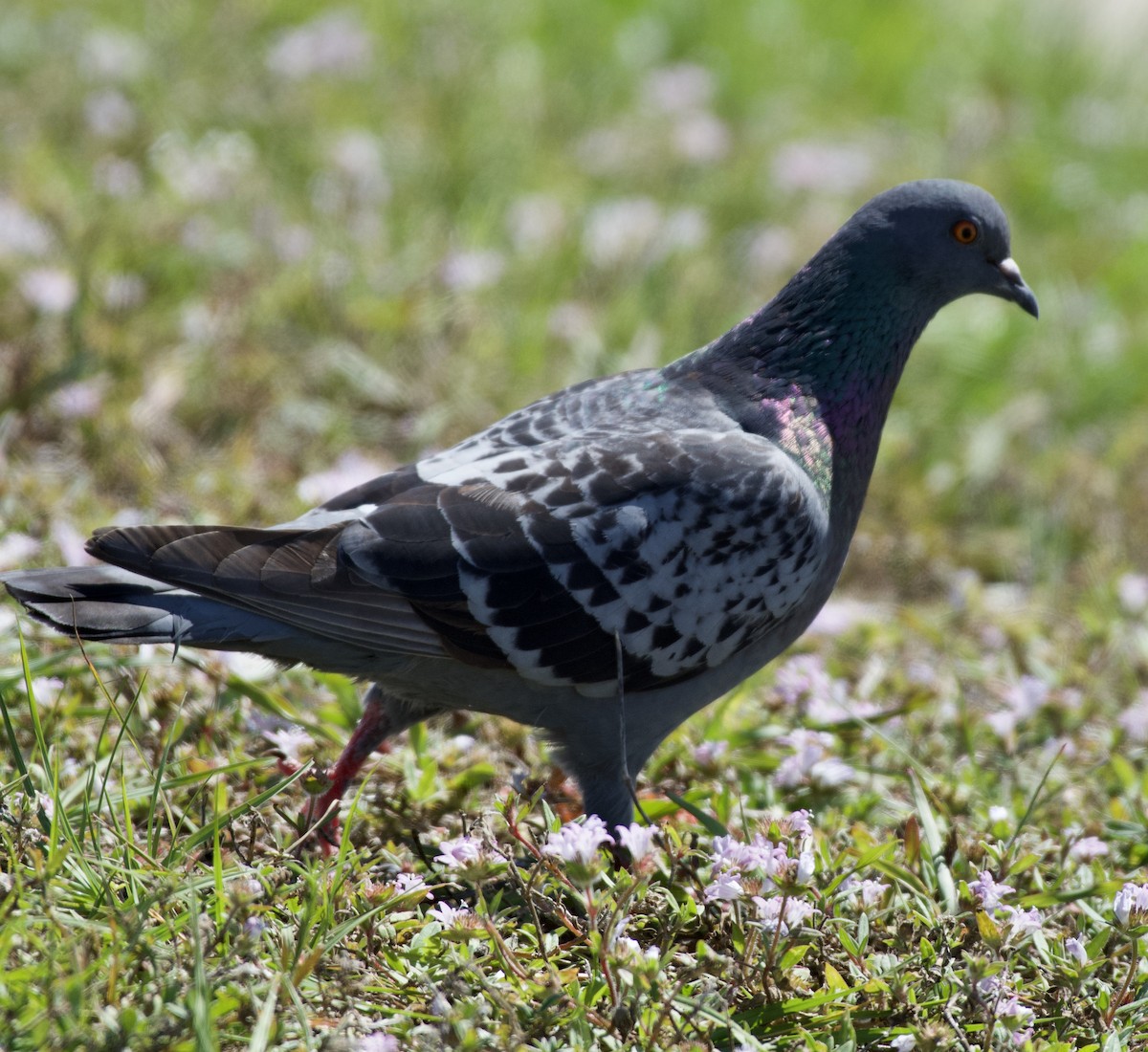 Rock Pigeon (Feral Pigeon) - ML214609561
