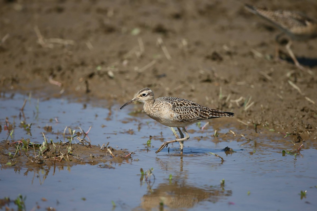 Little Curlew - Ting-Wei (廷維) HUNG (洪)