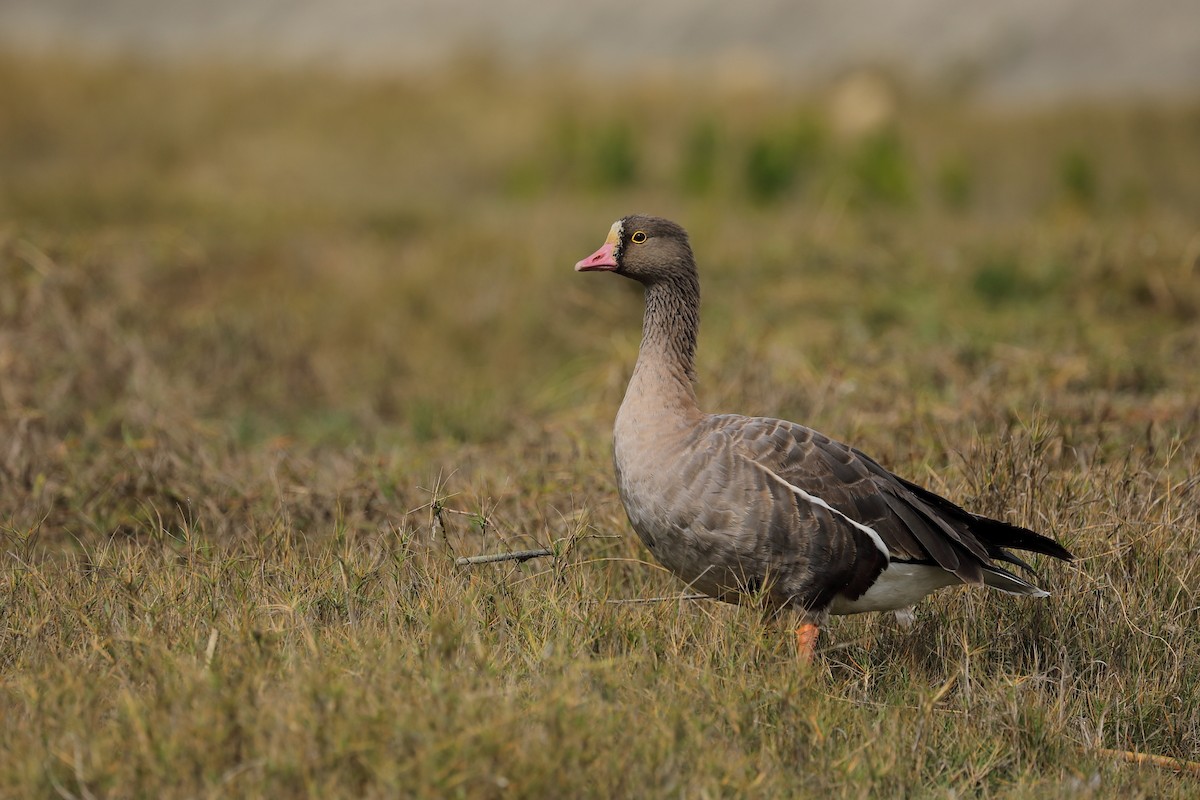 Lesser White-fronted Goose - ML214609831