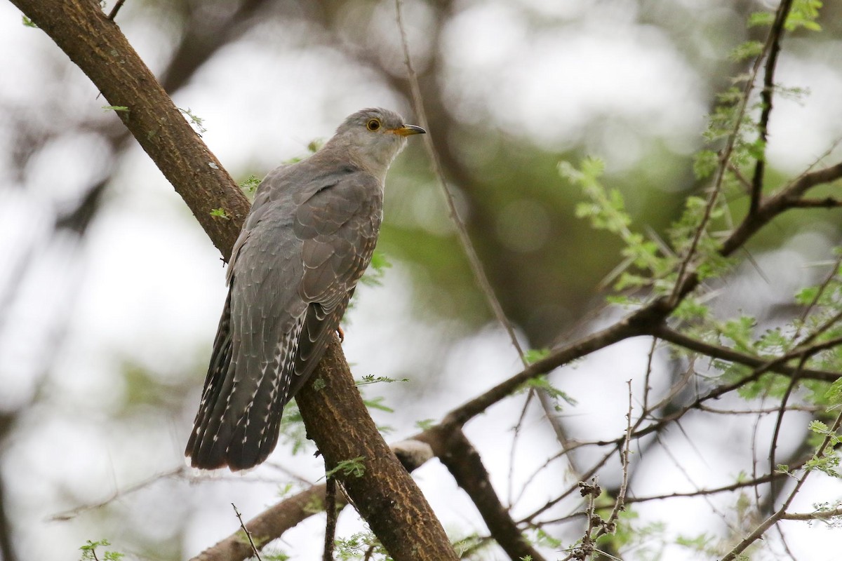 Common Cuckoo - Michael O'Brien