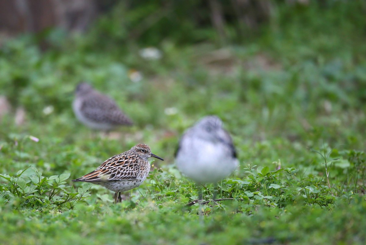 Sharp-tailed Sandpiper - Ting-Wei (廷維) HUNG (洪)