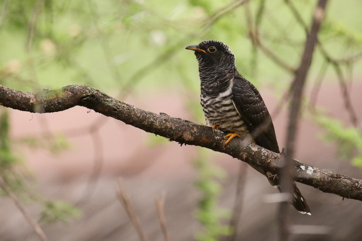 Red-chested Cuckoo - ML214612241
