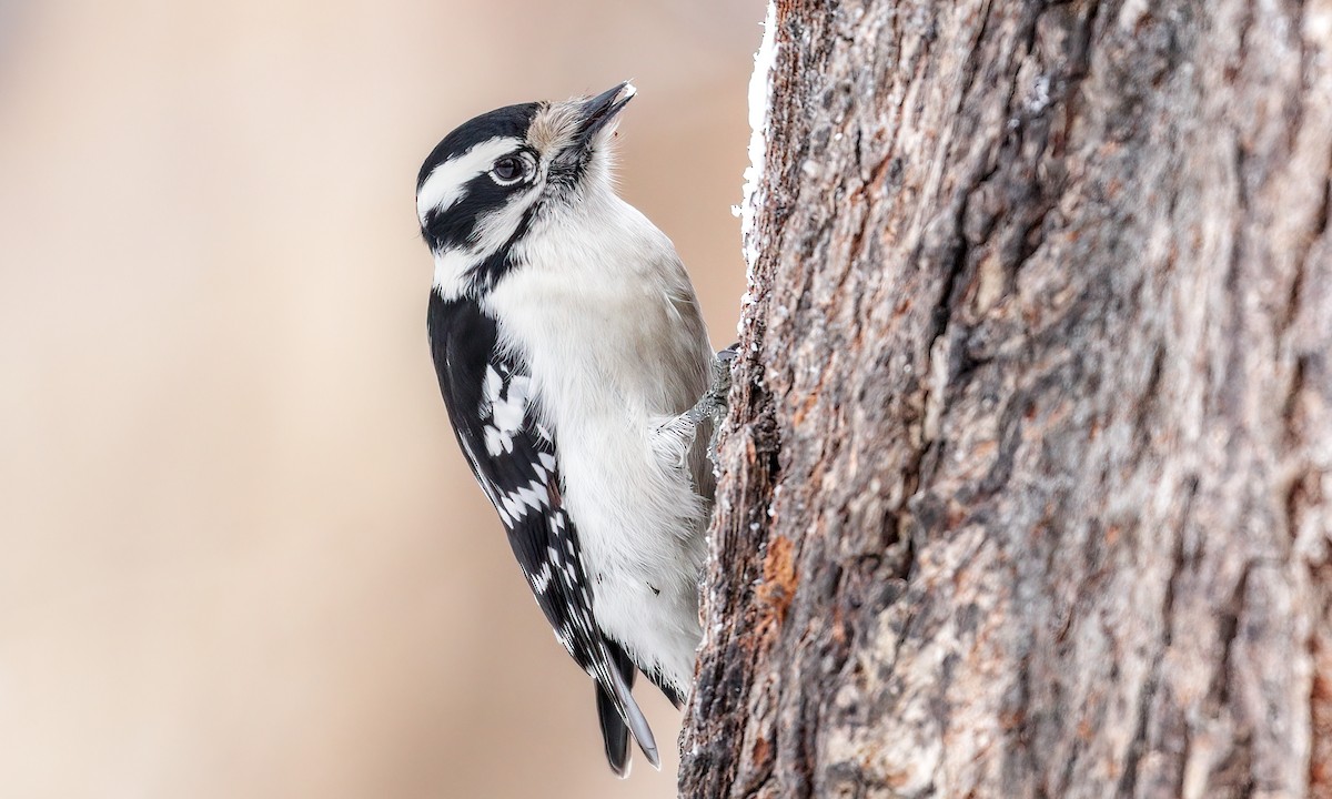 Downy Woodpecker (Eastern) - Cesar Ponce