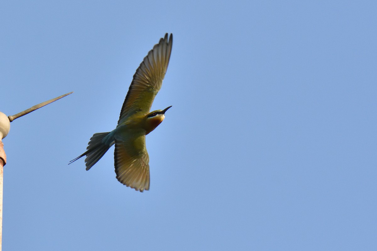 Blue-tailed Bee-eater - ML214621301