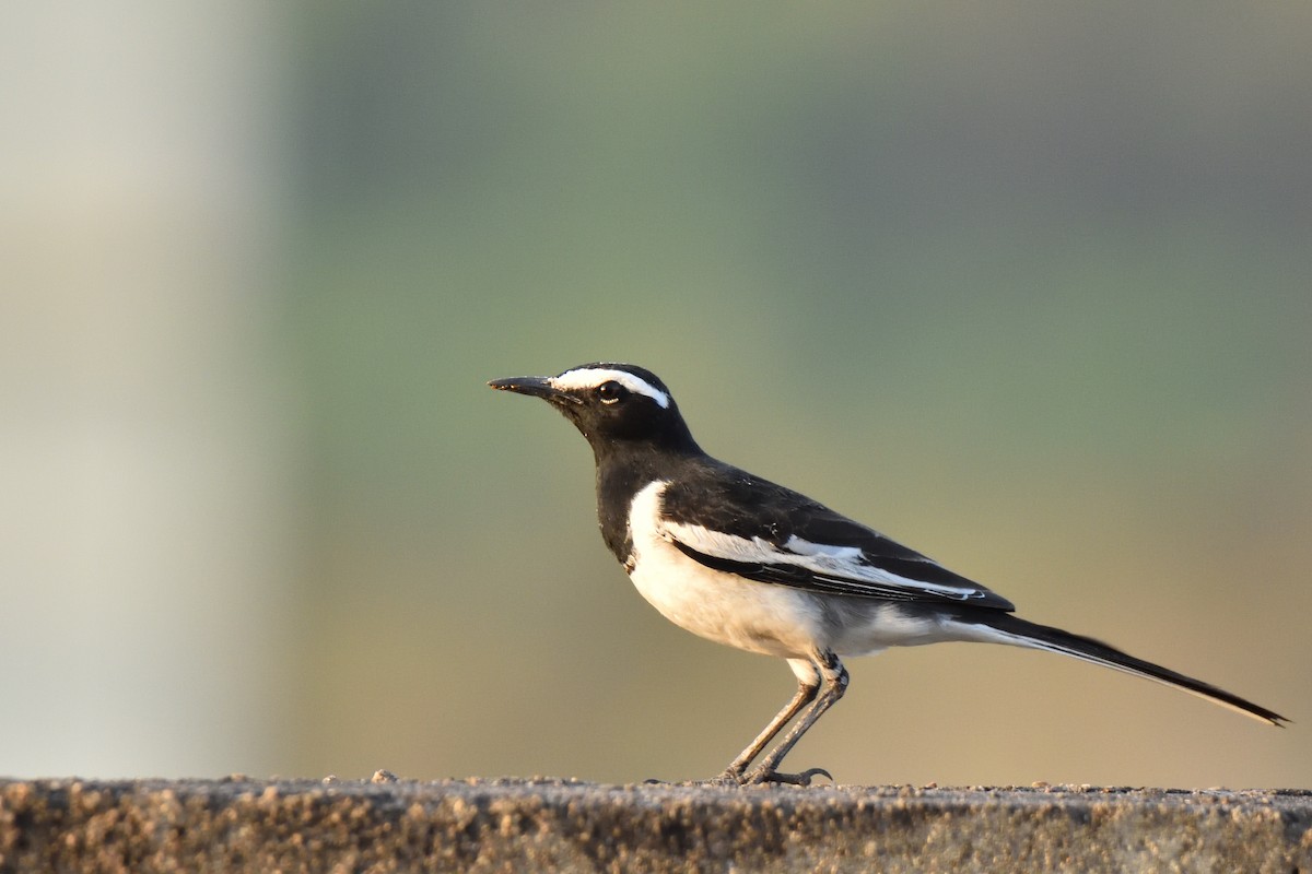 White-browed Wagtail - ML214621451