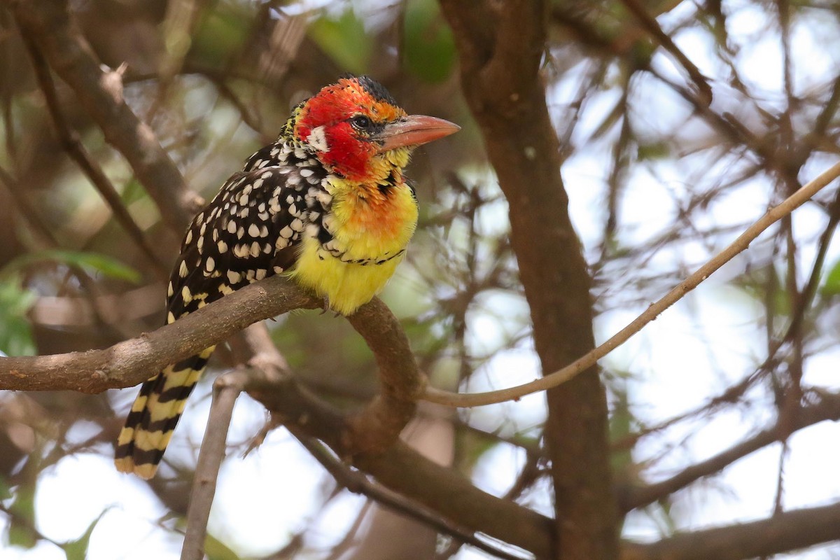 Red-and-yellow Barbet - ML214629271