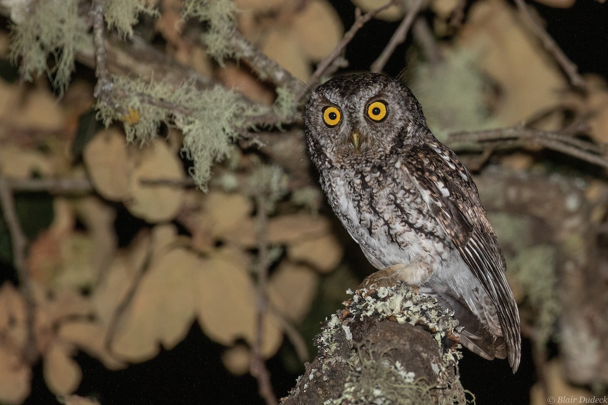 Whiskered Screech-Owl - Blair Dudeck