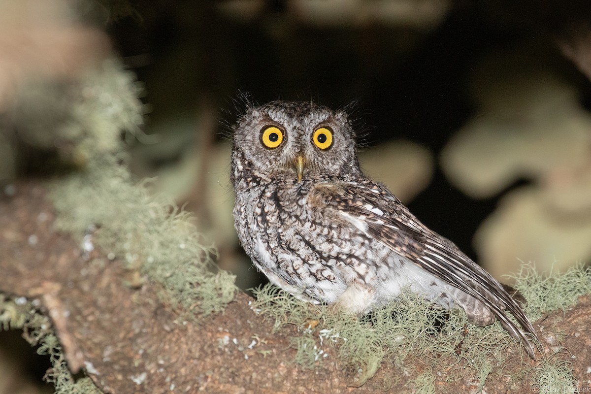 Whiskered Screech-Owl - Blair Dudeck