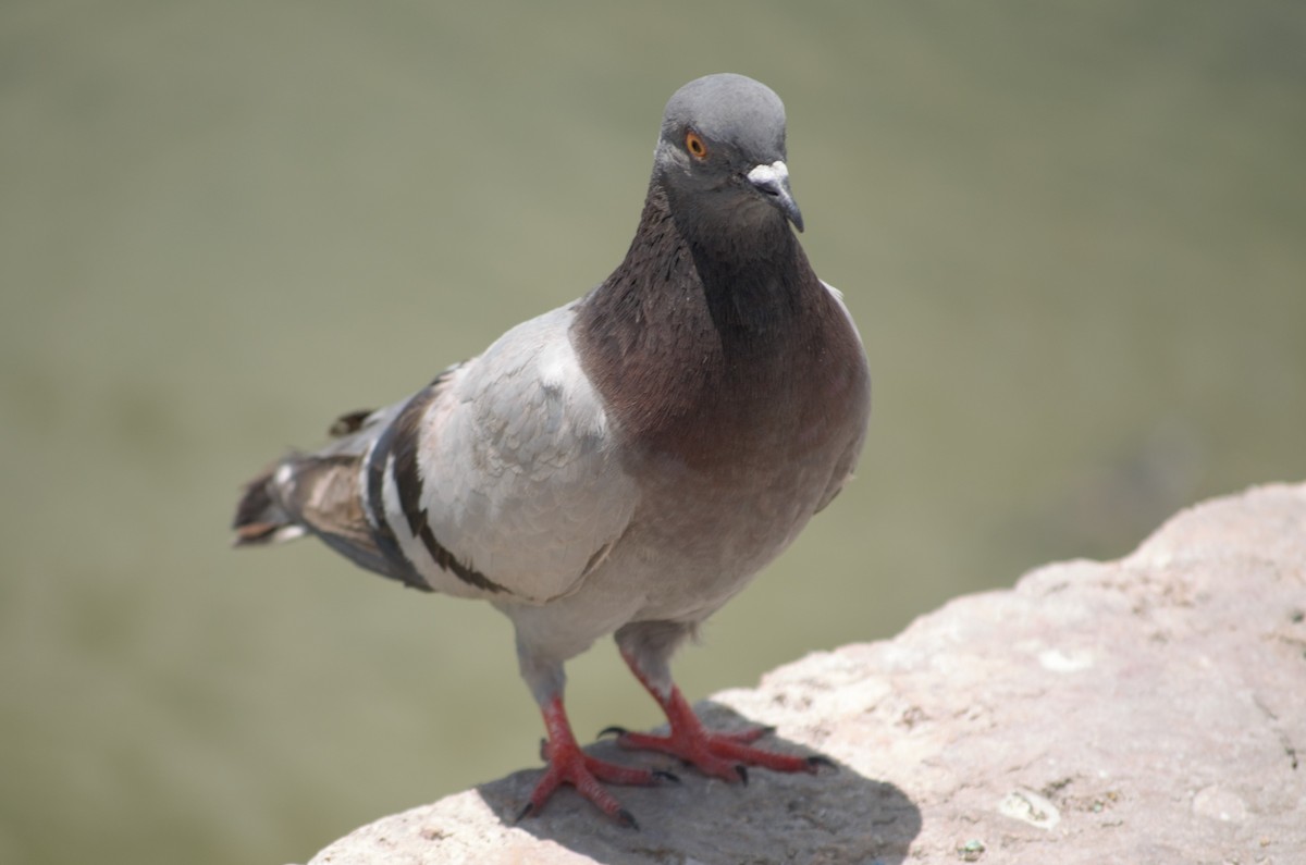 Rock Pigeon (Feral Pigeon) - Simon Côté-Bourgoin