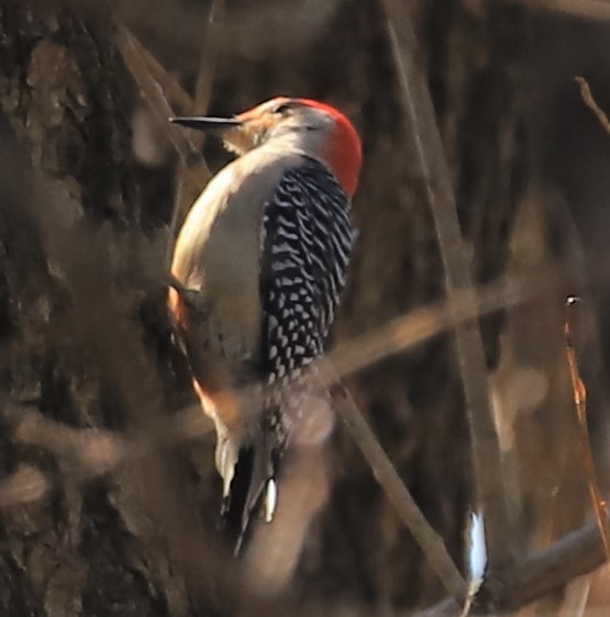 Red-bellied Woodpecker - Rusty Goris