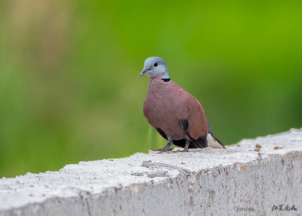Red Collared-Dove - ML214643761